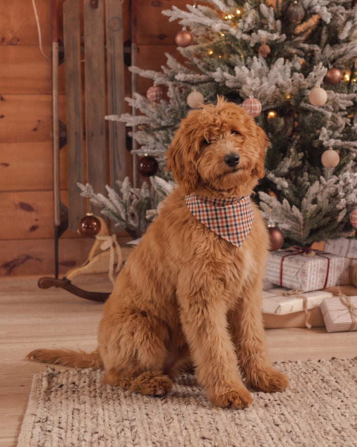 Holiday Gingham Dog Bandana