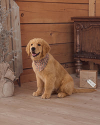 Holiday Gingham Dog Bandana