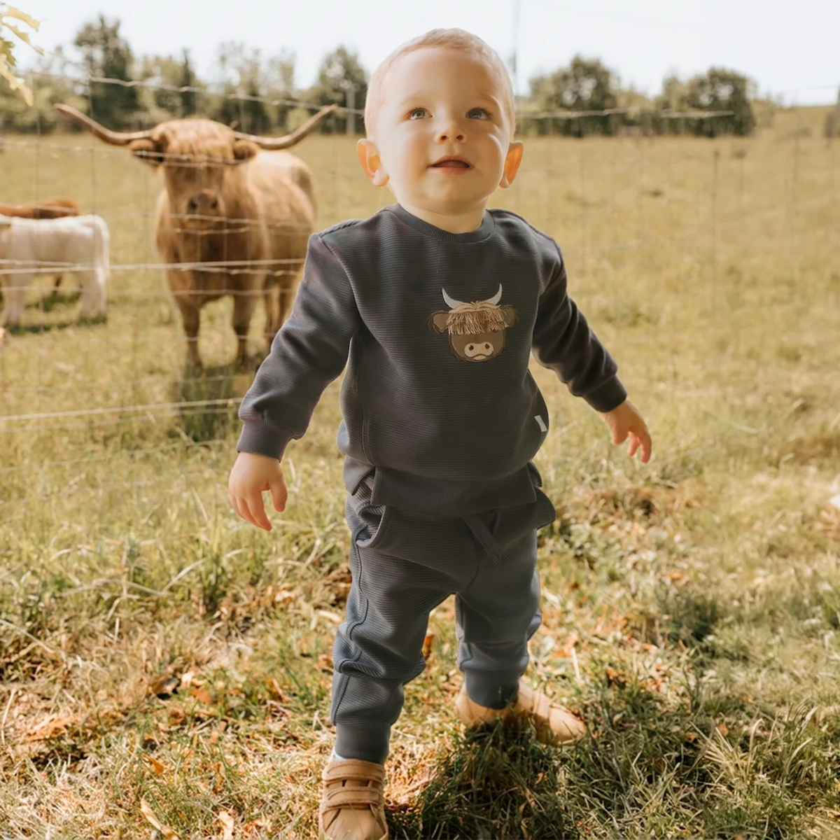 Highland Cow Set